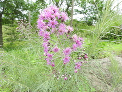 Vernonanthura nudiflora