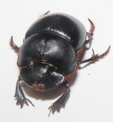 Metacatharsius opacus