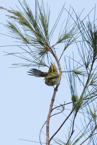 Mosquitero de Pallas (Phylloscopus proregulus)