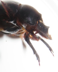 Metacatharsius opacus