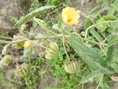 Gaya parviflora