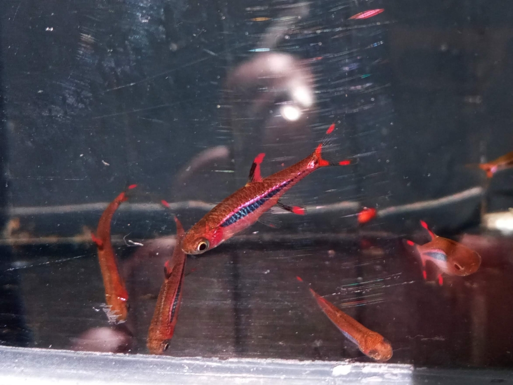 Chili Rasbora (Boraras brigittae)