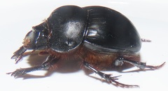 Metacatharsius opacus