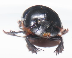 Metacatharsius opacus