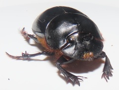 Metacatharsius opacus