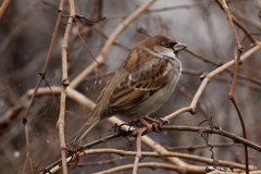 Passer domesticus