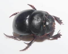 Metacatharsius opacus