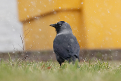 Corvus monedula