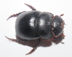 Metacatharsius opacus