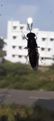 Hermetia illucens