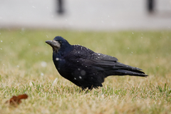 Corvus frugilegus