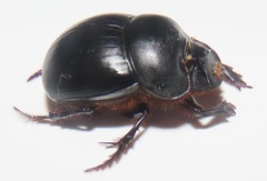 Metacatharsius opacus
