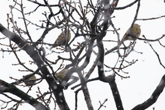Chloris chloris