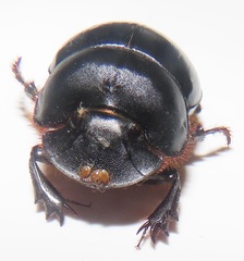 Metacatharsius opacus