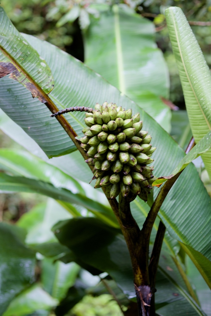 Musa monticola