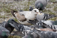 Larus canus