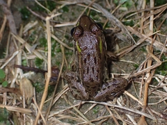 Pelophylax nigromaculatus