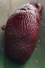Dendrolimax