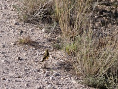 Tmetothylacus tenellus