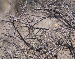 Anthreptes orientalis