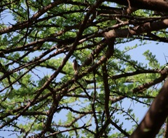 Brunhilda charmosyna