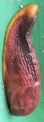 Dendrolimax