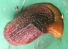 Dendrolimax