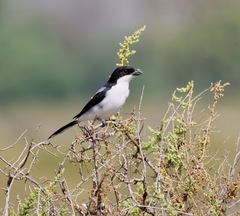 Lanius dorsalis