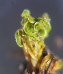 Tortula subulata