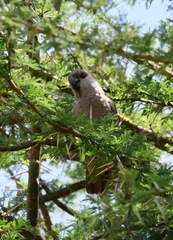 Poicephalus rufiventris