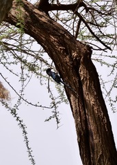 Phoeniculus damarensis