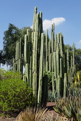 Lophocereus