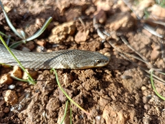 Macroprotodon mauritanicus