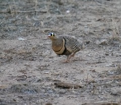 Pterocles lichtensteinii