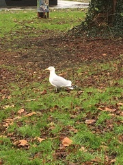 Larus argentatus