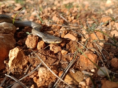 Macroprotodon mauritanicus