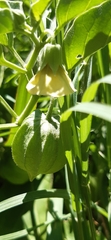 Physalis viscosa