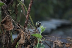 Machlolophus xanthogenys