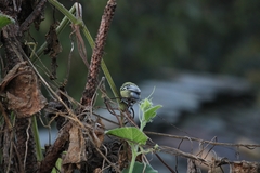 Machlolophus xanthogenys