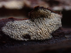 Hyphodontia arguta