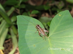 Duolandrevus coulonianus