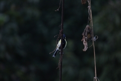 Machlolophus xanthogenys