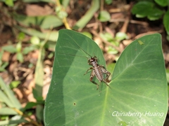 Duolandrevus coulonianus