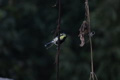 Machlolophus xanthogenys