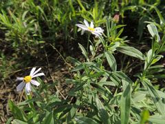 Aster pekinensis