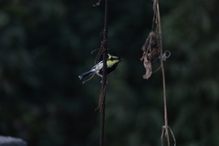 Machlolophus xanthogenys