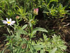 Aster pekinensis