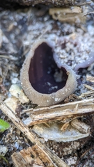 Daleomyces petersii