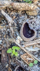 Daleomyces petersii
