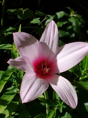 Zephyranthes brachyandra